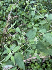 Eupatorieae