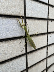 Tenodera sinensis