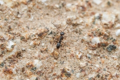 Dorymyrmex