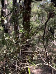 Melaleuca styphelioides