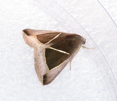Chalciope mygdon
