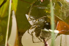 Peucetia viridans