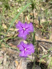 Thysanotus tuberosus