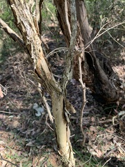 Melaleuca styphelioides