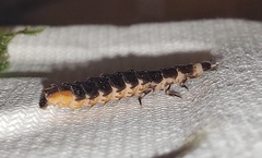 Pterotus obscuripennis