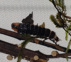 Pterotus obscuripennis