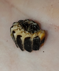 Pterotus obscuripennis