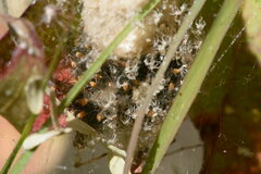 Peucetia viridans