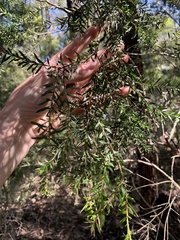 Melaleuca styphelioides