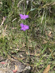 Thysanotus tuberosus