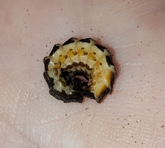 Pterotus obscuripennis