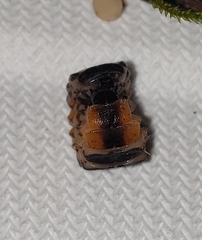 Pterotus obscuripennis