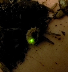 Pterotus obscuripennis