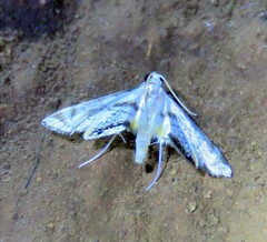 Acentropinae