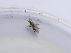 Nysiini