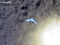 Acentropinae