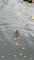 Tachybaptus ruficollis