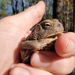 Anaxyrus americanus charlesmithi