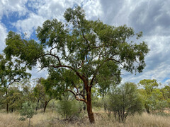 Corymbia leichhardtii