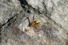 Polistes flavus