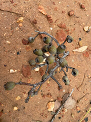 Corymbia leichhardtii