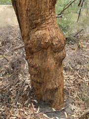 Corymbia leichhardtii