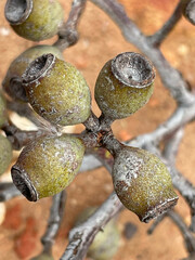 Corymbia leichhardtii