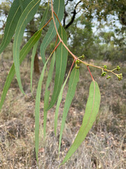 Corymbia leichhardtii