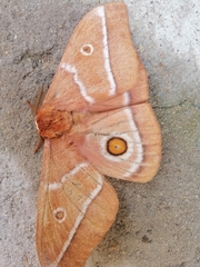 Gonimbrasia belina