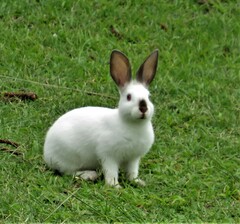 Oryctolagus cuniculus domesticus