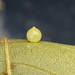 Caryomyia leviglobus