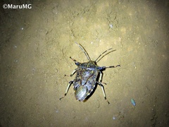 Alcaeorrhynchus grandis