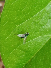 Sciapodinae