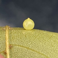 Caryomyia leviglobus