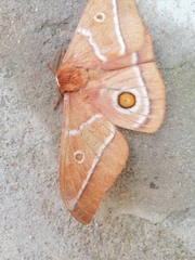 Gonimbrasia belina