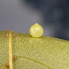 Caryomyia leviglobus
