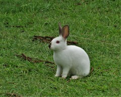 Oryctolagus cuniculus domesticus