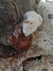 Ganoderma resinaceum