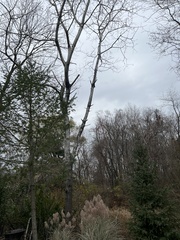 Betula pendula