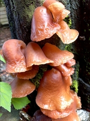 Auricularia auricula-judae