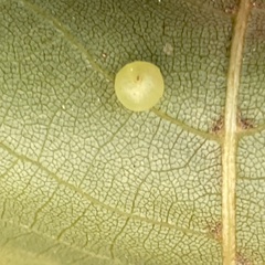 Caryomyia leviglobus