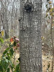 Betula pendula