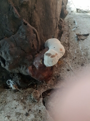 Ganoderma resinaceum