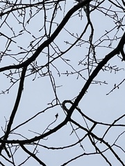 Betula pendula