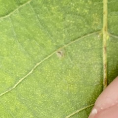 Caryomyia leviglobus