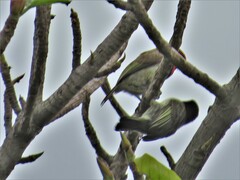 Lybius torquatus torquatus