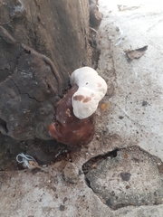 Ganoderma resinaceum