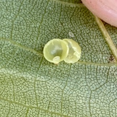 Caryomyia leviglobus