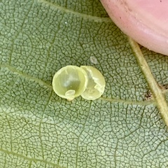 Caryomyia leviglobus