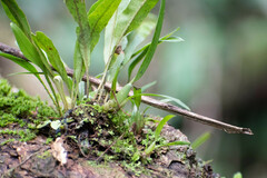 Maxillaria